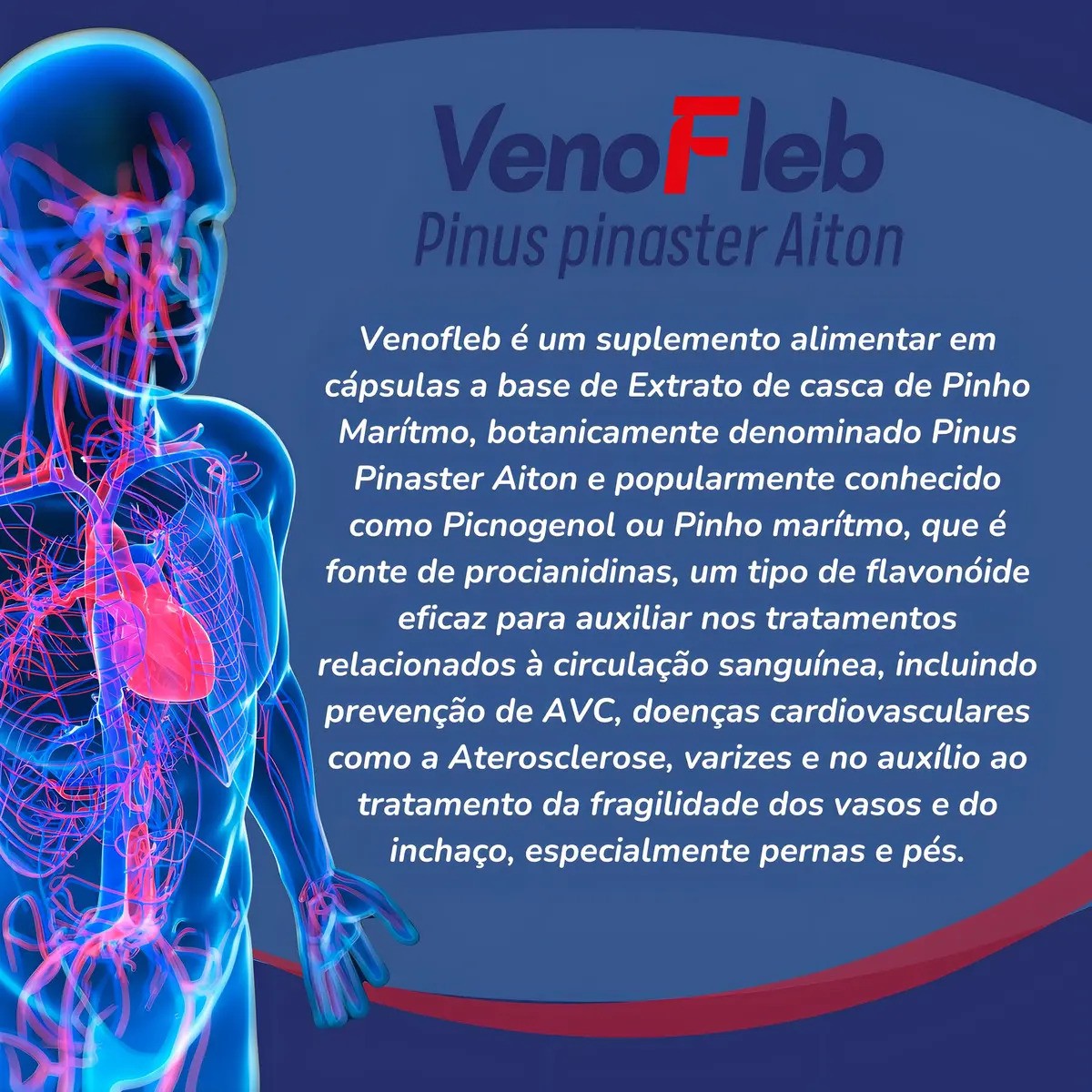 Venofleb Pinus Pinaster 50mg 60cps - Massime Sabor Sem Sabor